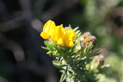 Adenocarpus hispanicus