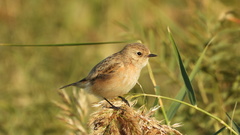 Saxicola maurus