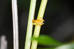 Dendropsophus ebraccatus