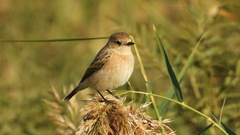 Saxicola maurus