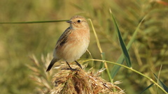 Saxicola maurus