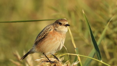 Saxicola maurus