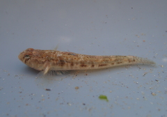 Pomatoschistus microps