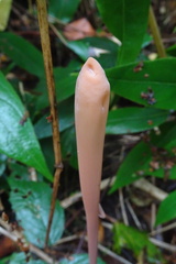 Macrotyphula fistulosa