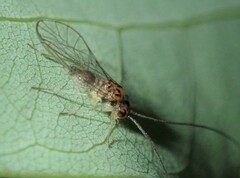 Stenopsocus