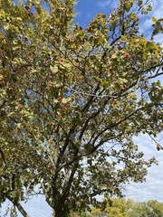 Crataegus mollis