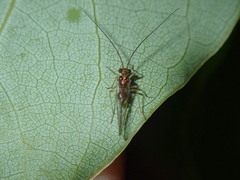 Stenopsocus