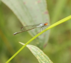 Pseudagrion