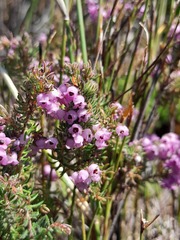 Erica mollis