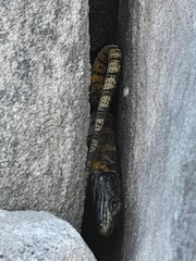 Pseudocordylus microlepidotus microlepidotus
