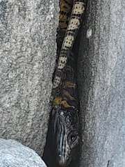 Pseudocordylus microlepidotus microlepidotus