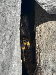 Pseudocordylus microlepidotus microlepidotus