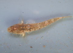 Pomatoschistus microps