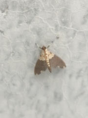 Agrotera basinotata