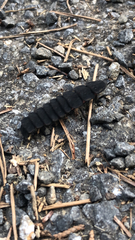 Nyctophila reichii