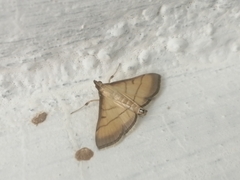 Cnaphalocrocis