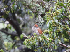 Thamnophilus multistriatus