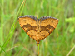 Chrysolarentia correlata