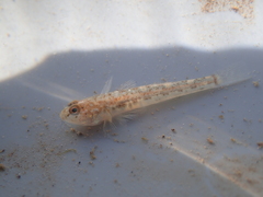 Pomatoschistus microps