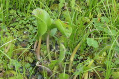 Pontederia azurea