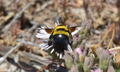 Xylocopa caffra