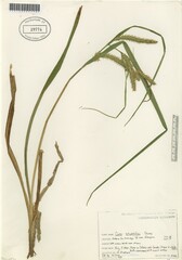 Carex schweinitzii