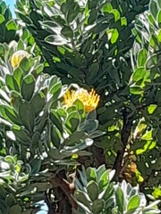 Leucospermum conocarpodendron conocarpodendron
