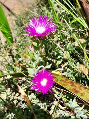 Lampranthus falciformis