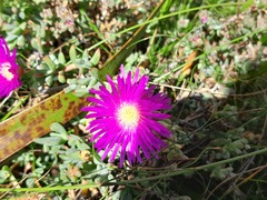 Lampranthus falciformis