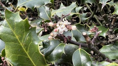 Ilex aquifolium