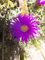 Lampranthus falciformis
