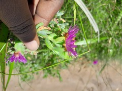 Lampranthus falciformis