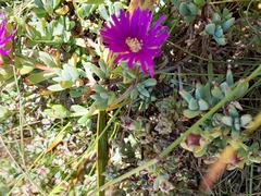 Lampranthus falciformis