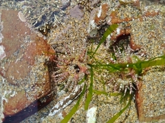 Aulactinia verrucosa