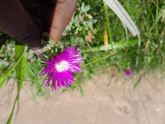 Lampranthus falciformis