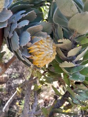 Leucospermum conocarpodendron conocarpodendron