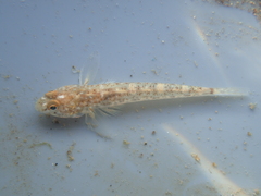 Pomatoschistus microps