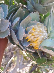 Leucospermum conocarpodendron conocarpodendron