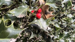 Ilex aquifolium