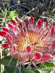 Protea eximia