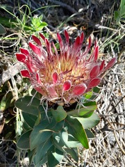 Protea eximia