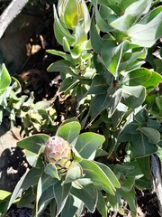 Protea eximia