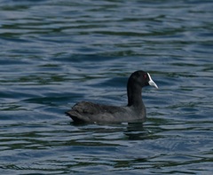 Fulica atra australis