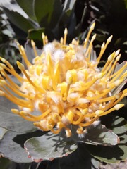 Leucospermum conocarpodendron conocarpodendron