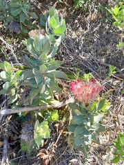 Protea eximia