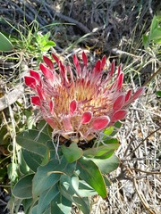 Protea eximia