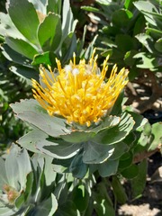 Leucospermum conocarpodendron conocarpodendron