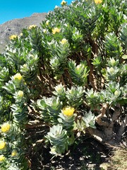 Leucospermum conocarpodendron conocarpodendron