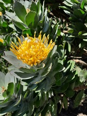 Leucospermum conocarpodendron conocarpodendron