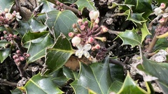 Ilex aquifolium